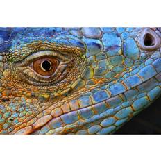 Close-up of Scaly Blue Iguana Head