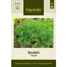Impecta Dill, Blad-, Thalia, Ekologisk