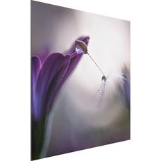 Lila Wanddekos Klebefieber Alu-Dibond Bild Blumen Quadrat Purple Wanddeko