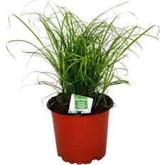 Imazo Kittygrass Kattgräs 12 kruka