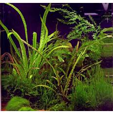 Aquarienpflanze Cryptocoryne crispatula InVitro