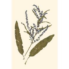 Pressed Botanical IV
