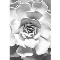 Succulent Closeup Black/white/Grey