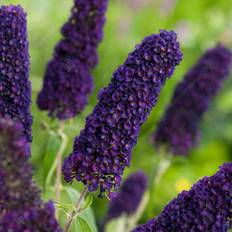 GardenersDream Buddleia davidii Butterfly Bush Deciduous Hardy