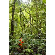 Square Framed Art Union Rustic Heliconia Flowering In Tropical African Rainforest Framed Art