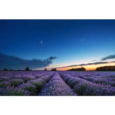 Beautiful Landscape Of Lavender Fields Sunset