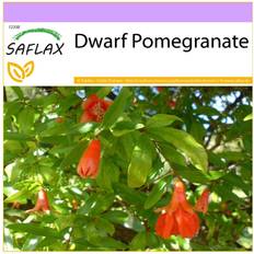 Pots, Plants & Cultivation Saflax SAFLAX Dwarf Pomegranate 50 seeds Punica granatum nana