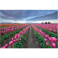 Brayden Studio Skagit Bloom, Skagit Valley, Washington Jim Nilsen Framed Art