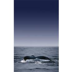 Green Posters BrainBoosters Whales Fluke Print Darren Greenwood Poster