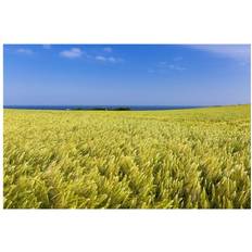 Blue Posters BrainBoosters Barley Field with Sky The Sea Distance Brittany France Poster