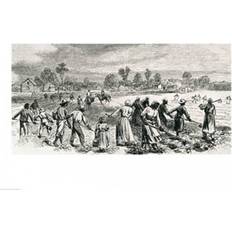 Cotton Posters BrainBoosters Labour The Cotton Fields Hoeing The Young Plants Print Poster