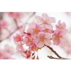 Ebern Designs Cherry Blossoms in Japan Photograph Framed Art