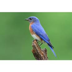 Ebern Designs Male Bluebird Sialia Sialis Framed Art