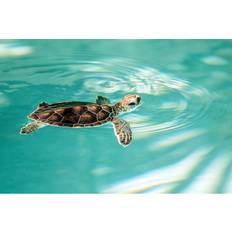 Cute Endangered Turtle Czekma13 Print