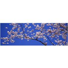 Brayden Studio Cherry Blossoms Washington DC USA Photograph Framed Art