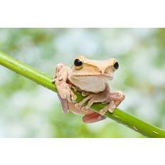 Latitude Run Frimunt Closeup of Frog Photograph Framed Art