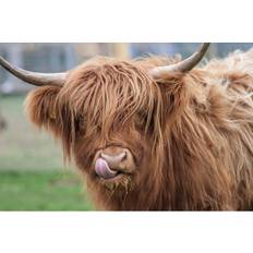 Natur Pur Highland Cow Photograph Framed Art