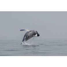 Humpback Whale Photograph