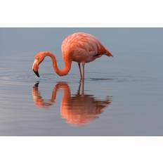 American Flamingo Photograph