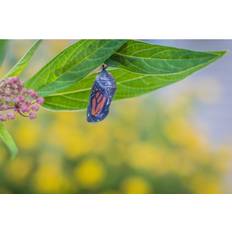 Transparent Framed Art Ebern Designs Monarch Chrysalis Turns Clear, Hanging on Milkweed Plant Framed Art