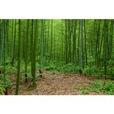 Cotton Framed Art 17 Stories Bamboo Forest, China Photograph Framed Art