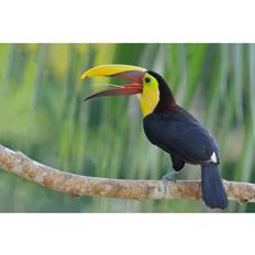 Chestnut-mandibled Toucan BrianLasenby Photograph