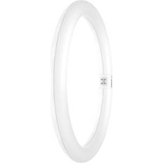 G10q LED Lamps Osram LED G10q Ring Shape 18.3 W 32 W Cool White 300 mm x 300 mm