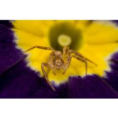 Cotton Framed Art Latitude Run Duncarbit Sac Spider On Primrose Framed Art