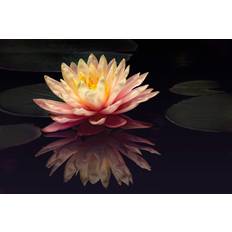 Ebern Designs Water Lily Phburchett Photograph Framed Art