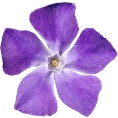 Ebern Designs Periwinkle Flower Vinca Minor Isolated Framed Art