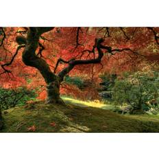Cotton Framed Art Marlow Home Co Japanese Maple Tree Photograph Framed Art