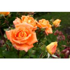 Rose In Woburn Abbey Photograph