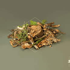 Forest Floor LP] (Vinyl)