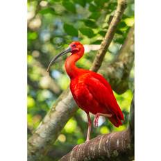 Cotton Framed Art 17 Stories Closeup of Scarlet Ibis Grillo Photograph Framed Art