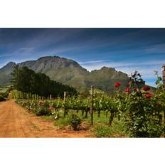 A Track Winding Through the South African Wine