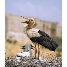 White Posters BrainBoosters Stork Ciconia Ciconia Turkey Print Poster