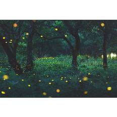 Bokeh Light of Firefly in Forest Peera Sathawirawong