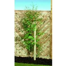 Wickes Timber Garden Tree Stake