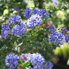 Pots, Plants & Cultivation GardenersDream Ceanothus 'Puget Blue' Californian Lilac Evergreen Plant