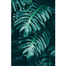 Palm Leaf in Rainforest