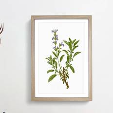 East Urban Home Garden Sage Flowers Pierre-Joseph Redoute Picture Painting Framed Art