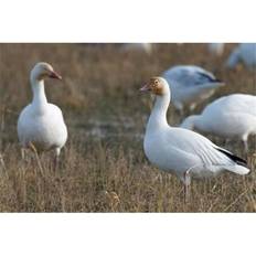 Brown Posters BrainBoosters British Columbia Westham Island Snow Goose Bird Print Poster