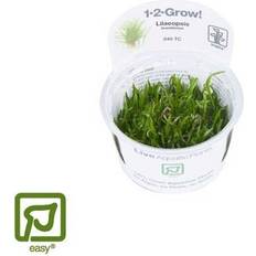 Lilaeopsis brasiliensis 1-2-grow