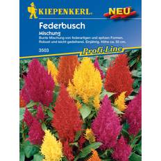 Krukker, Planter & Dyrkning Kiepenkerl Fjerbusk enårig høj 50 planter