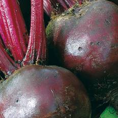 Johnsons Seeds Pictorial Pack Vegetable Beetroot