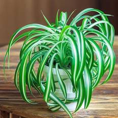 Coopers of Stortford Variegated Spider Plant Chlorophytum Comosum Varigated