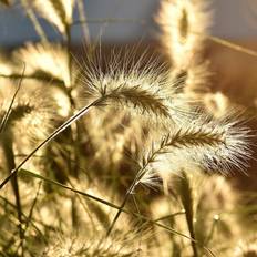 Pennisetum alopecuroides 'Hameln' Lampepudsergræs