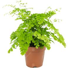 GardenersDream Adiantum Raddianum Fragrans Maidenhair Fern Live