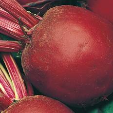 Johnsons Seeds Pictorial Pack Vegetable Beetroot Detroit