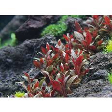 Akvarieväxt Plants Minipapegojblad Alternanthera Reineckii Mini in Vitro